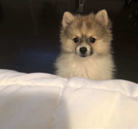 Pomeranian puppies for sale in nj - Find Pomeranian Puppies and Breeders in your area and helpful Pomeranian information. All Pomeranian found here are from AKC-Registered parents. 